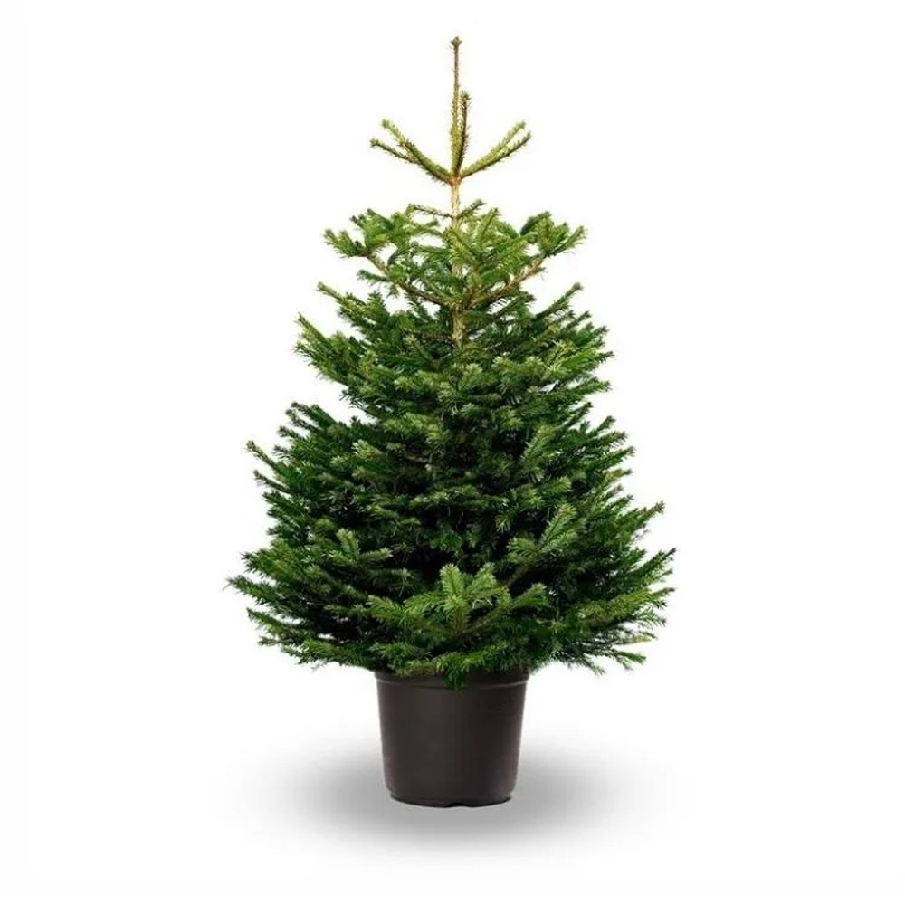 Nordmann Fir Pot Grown Christmas Tree 2-5ft