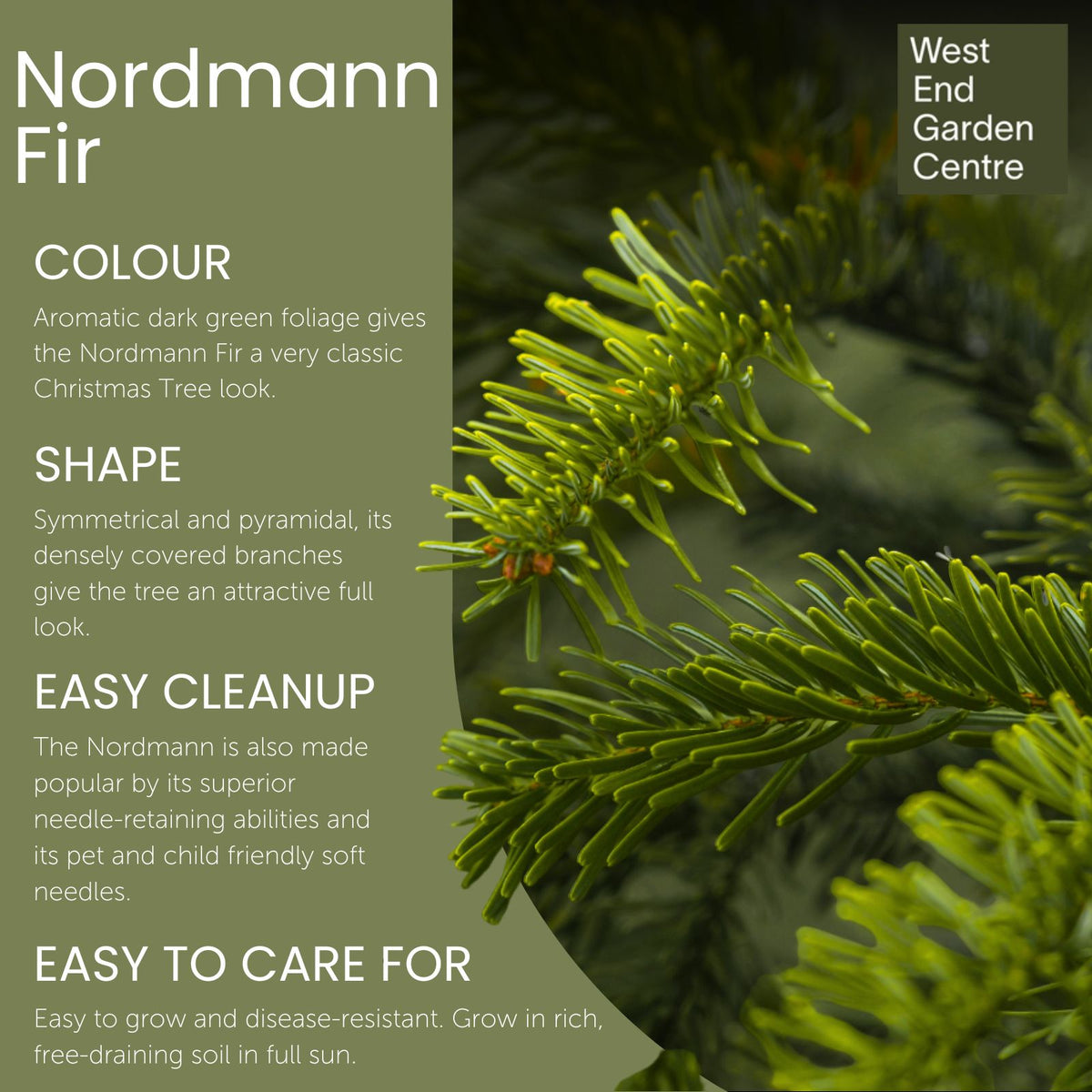 Nordmann Fir Pot Grown Christmas Tree 2-5ft