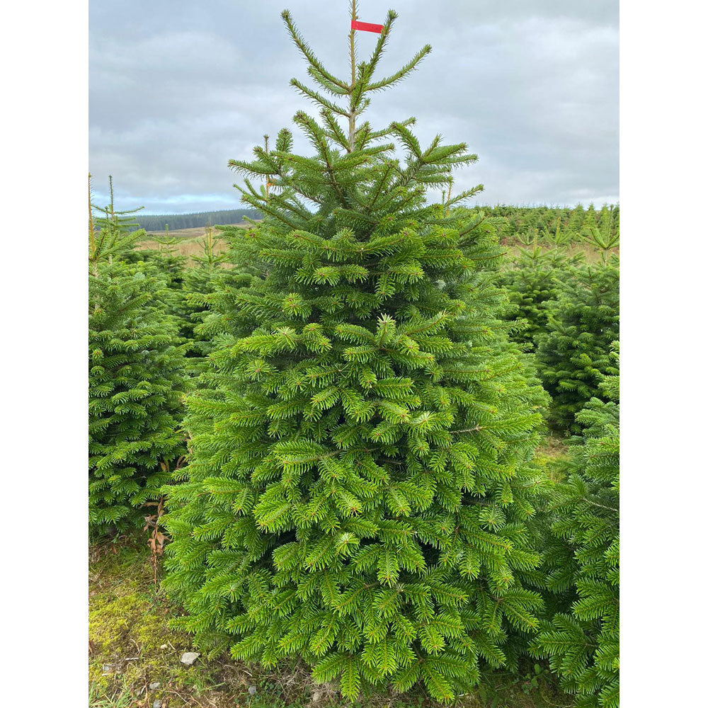 Nordmann Fir Freshly Cut Christmas Tree 4-13ft