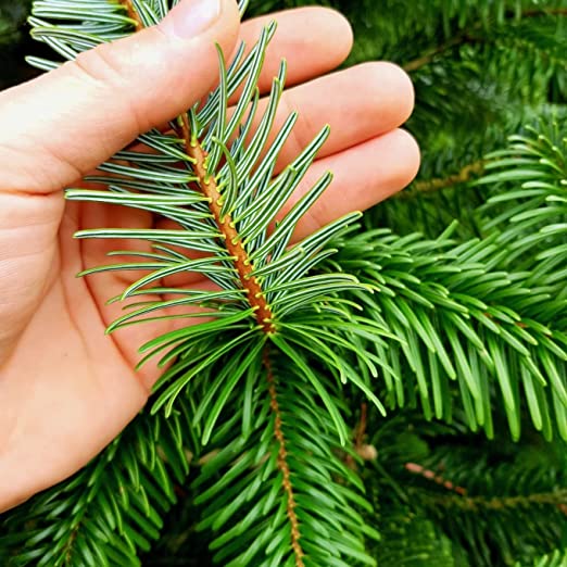 Real Christmas Trees