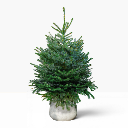 Blue Spruce Pot Grown Christmas Tree
