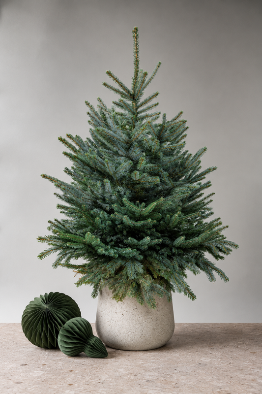 Blue Spruce Pot Grown Christmas Tree