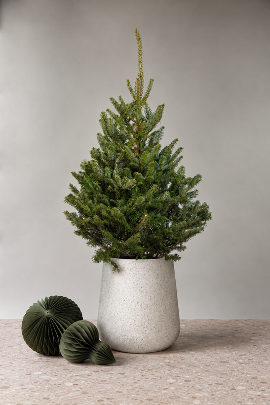 Fraser Fir Pot Grown Christmas Tree 3-5ft
