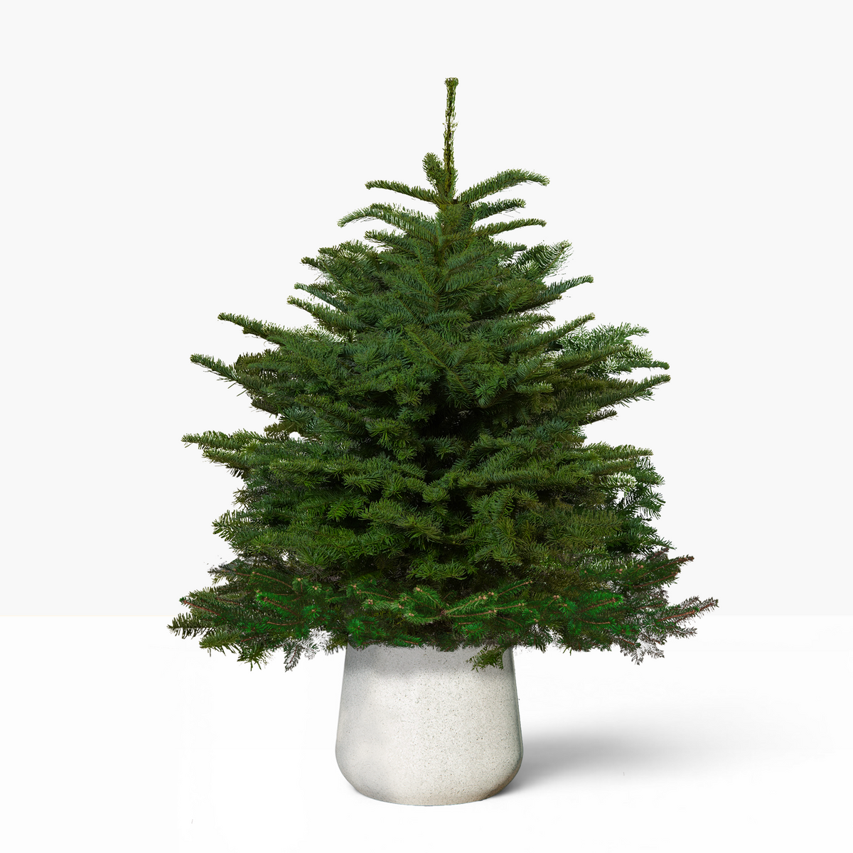 Noble Fir Pot Grown Christmas Tree 4-5ft