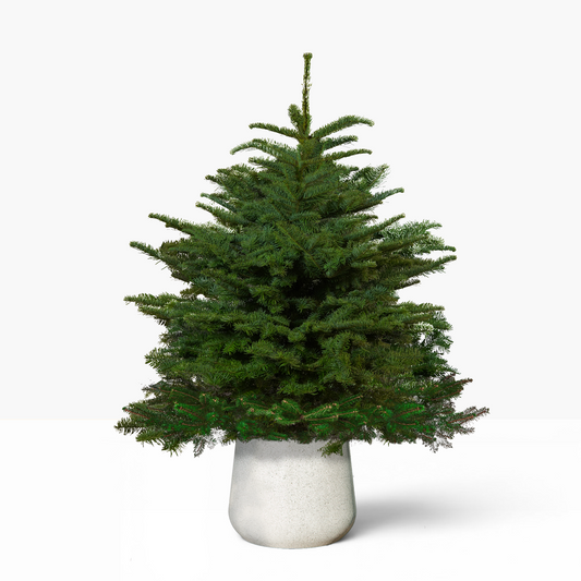 Noble Fir Pot Grown Christmas Tree 4-5ft