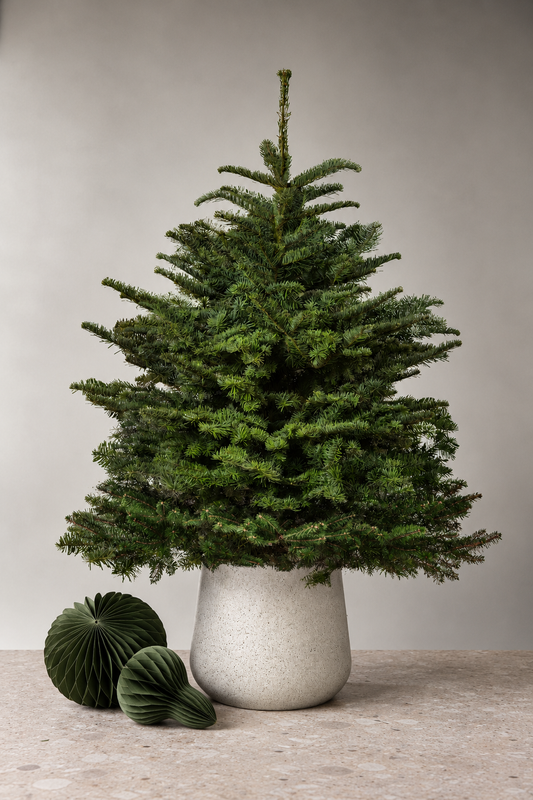 Noble Fir Pot Grown Christmas Tree 4-5ft