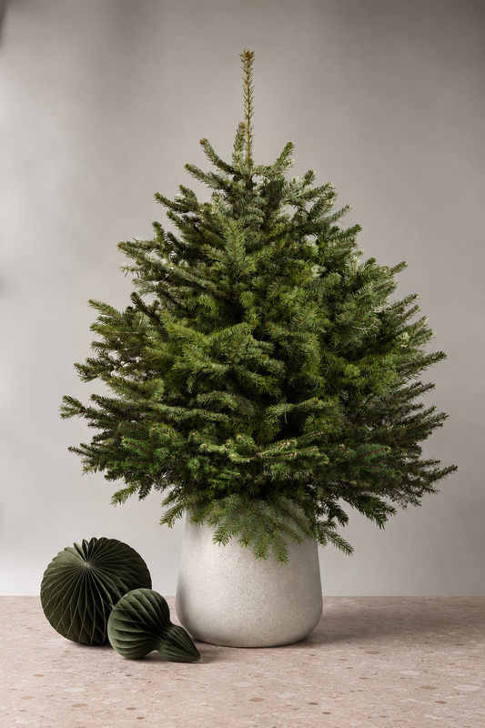 Nordmann Fir Pot Grown Christmas Tree 2-5ft