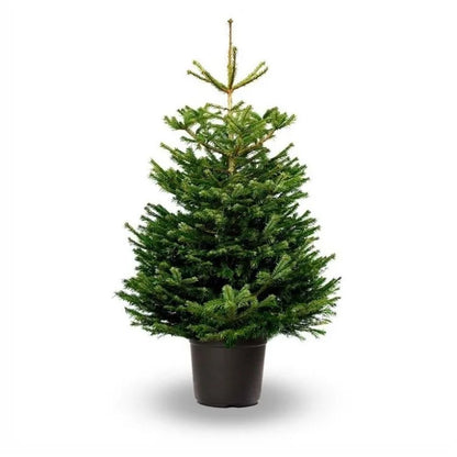Nordmann Fir Pot Grown Christmas Tree 2-5ft