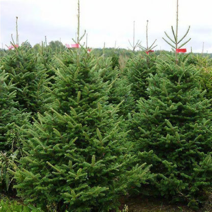 Nordmann Fir Pot Grown Christmas Tree 2-5ft
