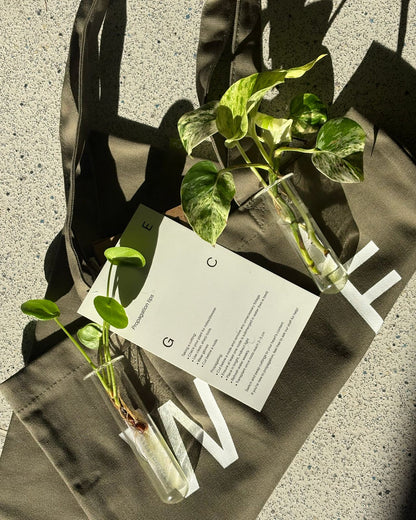 Plant Prop-Swap Workshop 22nd Nov 2026