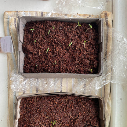 ‘Little Growers’ Bee Workshop
