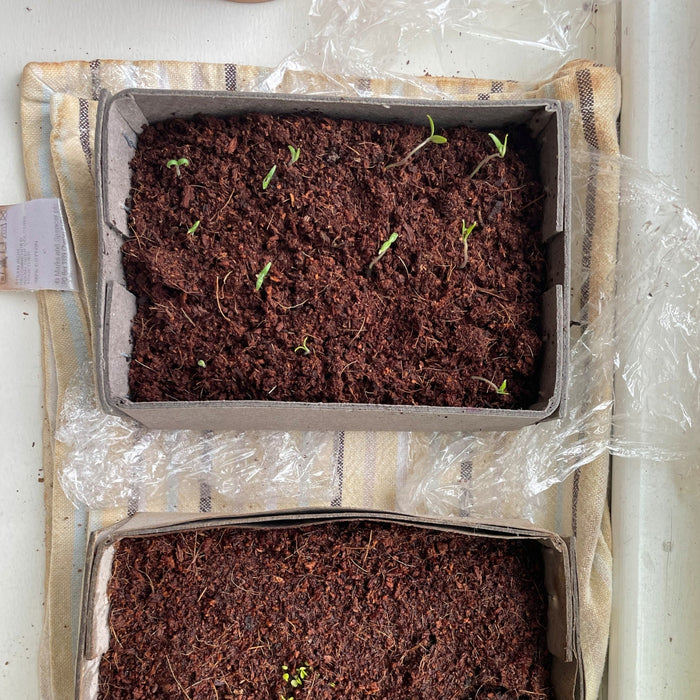‘Little Growers’ Bee Workshop