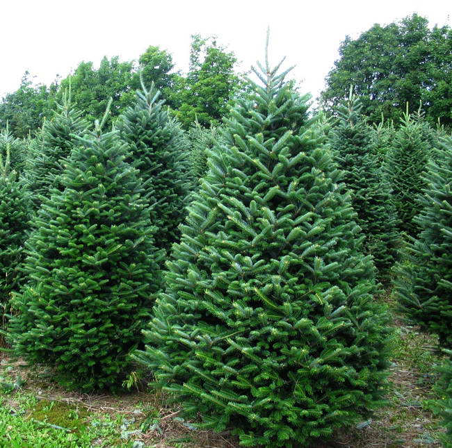 Fraser Fir Fresh Cut Christmas Tree 4-8ft