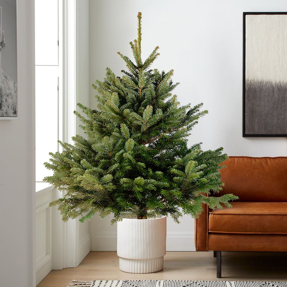 Nordmann Fir Pot Grown Christmas Tree 2-5ft