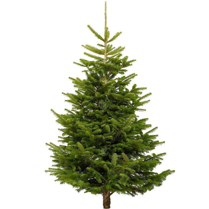 Nordmann Fir Freshly Cut Christmas Tree 4-13ft
